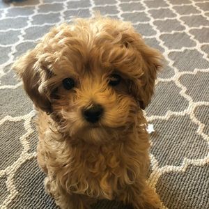 Meet your Posher, Kennedy